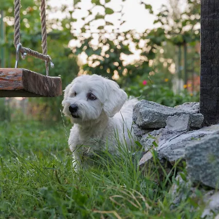 Hillside Kruna * Babusnica